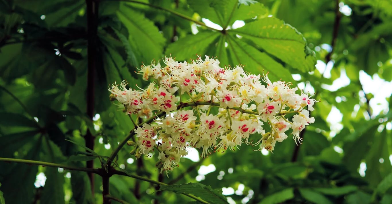 Можно ли сажать каштан в своем саду