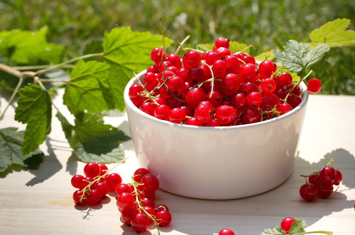 Много красной смородины в миске