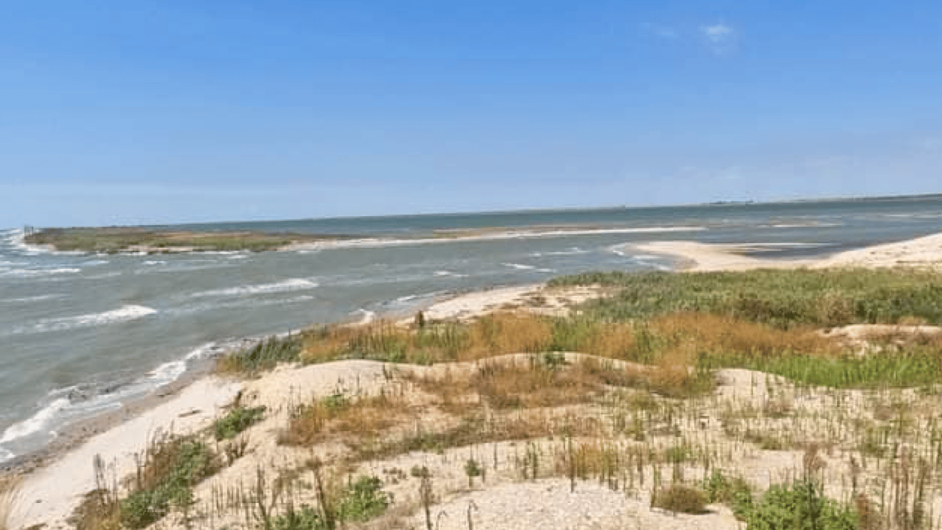 Черное море возрождает жизнь Тузловских лиманов - количество птиц и морской рыбы растет - фото 2