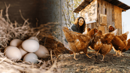 Что добавить в корм курам весной, чтобы неслись на 50% больше - 285x160