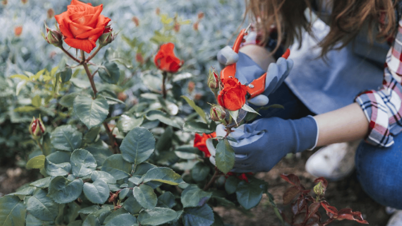 Что делать с розой после первого цветения — советы для садоводов