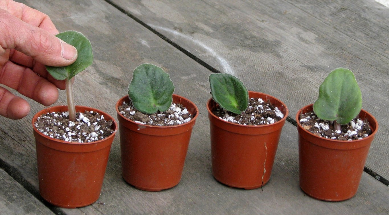 Корисні поради, які допоможуть укорінити листок фіалки