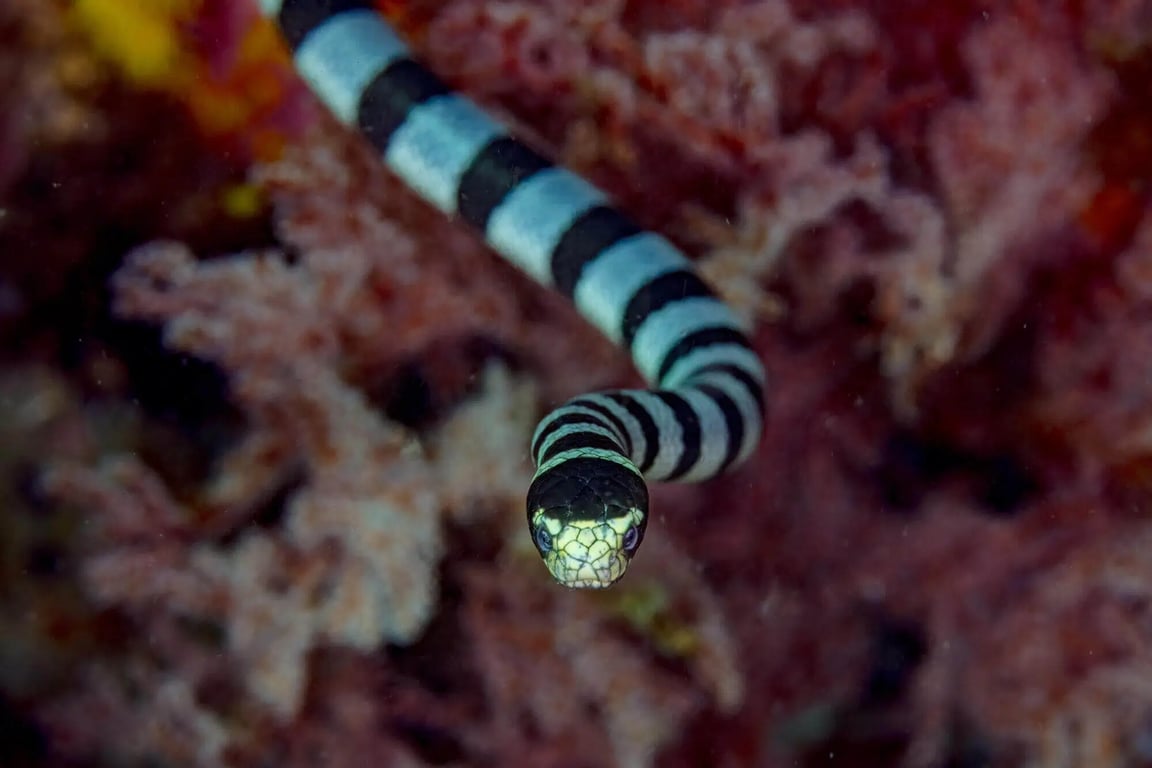 Какая вы змея по знаку Зодиака - Рыбы