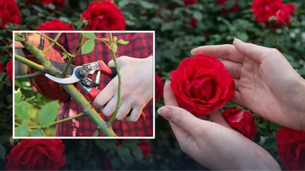 Обрізка троянд навесні — як провести, щоб квіти рясно зацвіли - 285x160
