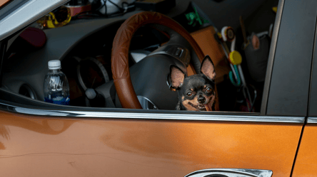 Правила для власників тварин — за що загрожує штраф до 8 500 грн - 290x166