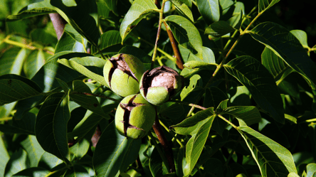 Как собирать и хранить грецкие орехи — полезные советы - 285x160