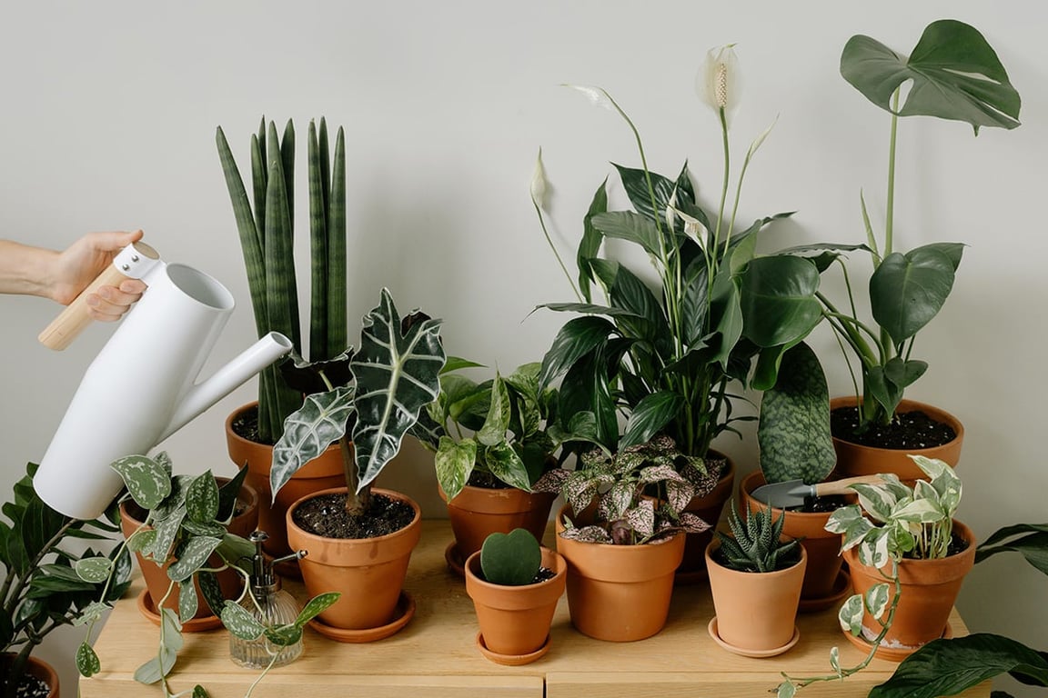 Подкормка цветов