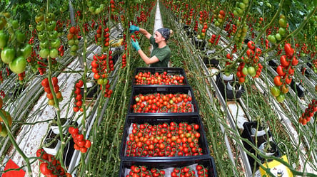 Заробіток від 4 000 злотих на місяць — помідорна вакансія у Польщі - 285x160