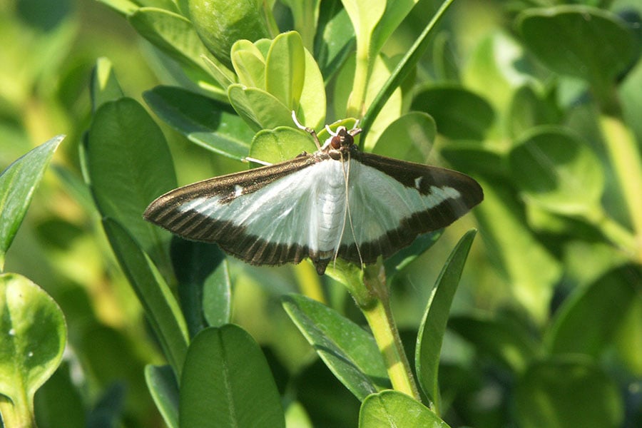 Внешний вид самшитовой огневки