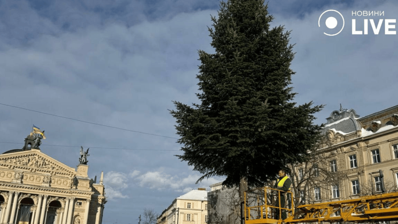 Во Львове разобрали главную елку города