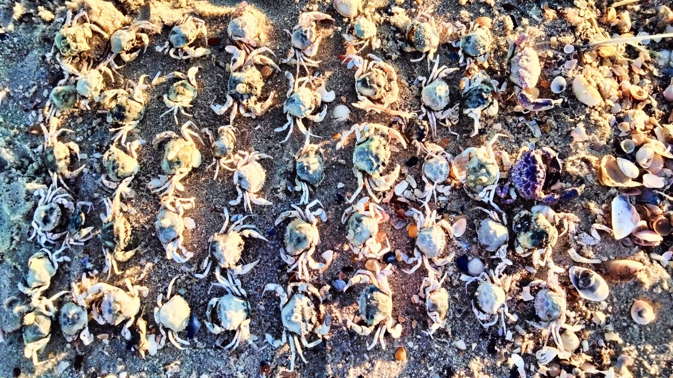 Краби на березі