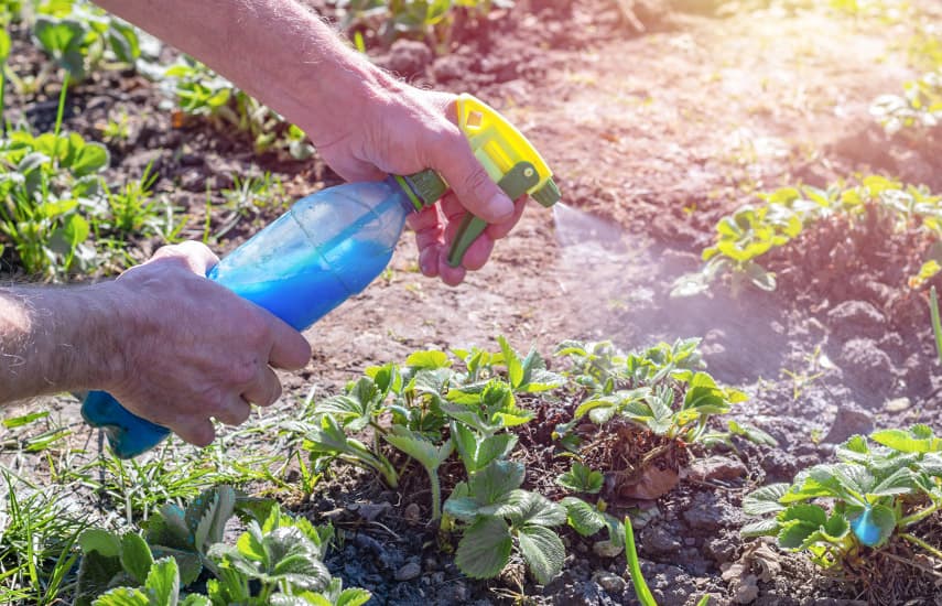 Процедура опрыскивания клубники на огороде