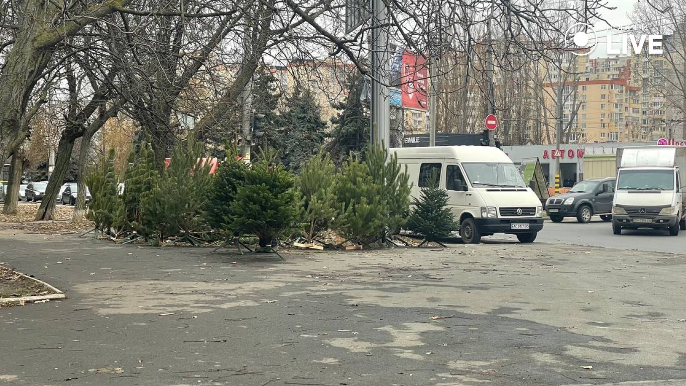 Куда в Одессе можно сдать на переработку живую елку — список адресов