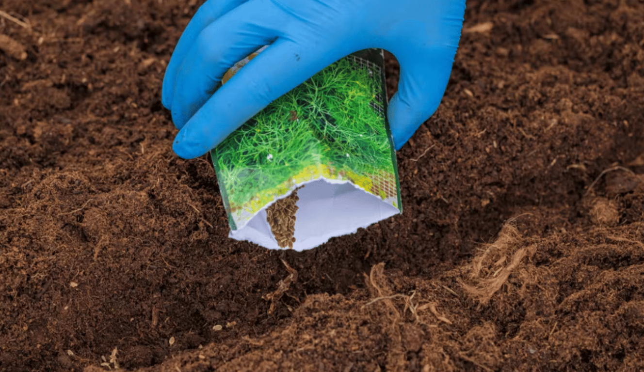 Посев укропа