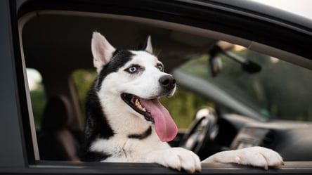 Який штраф за домашніх тварин в автомобілі - 285x160