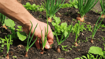 Найкращі сорти цибулі для посадки під зиму — поради городникам - 285x160