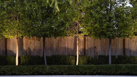 Дерева біля паркану — яка має бути відстань від огорожі - 285x160