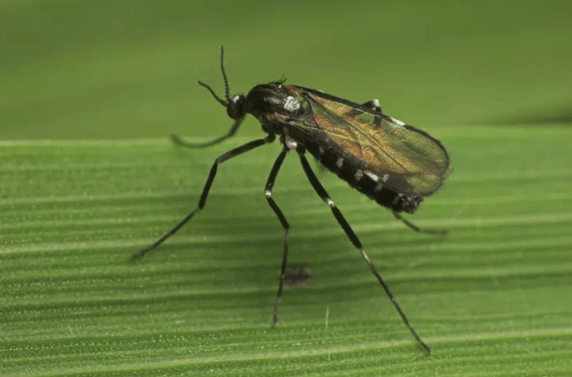 Малиновая стеблевая галлица