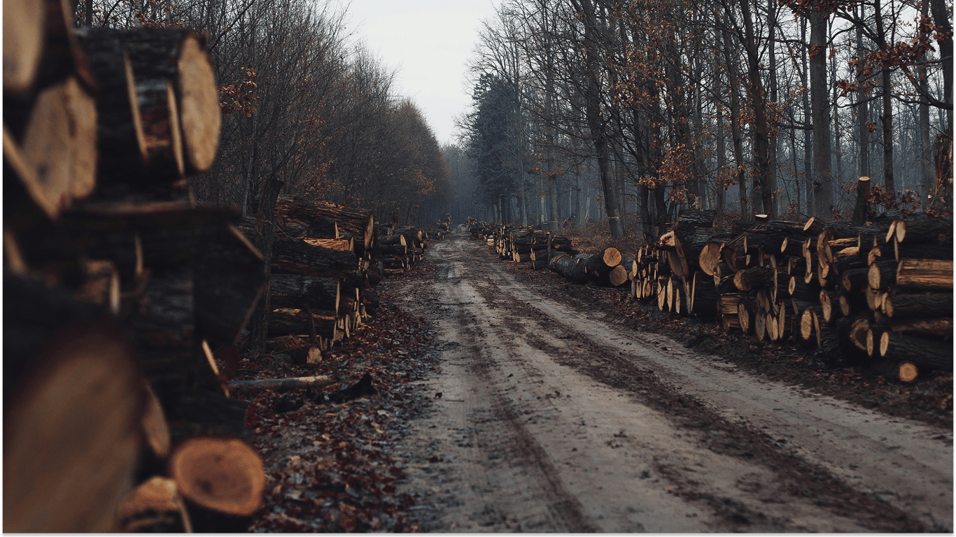 Якими дровами найвигідніше опалювати житло у 2025 році