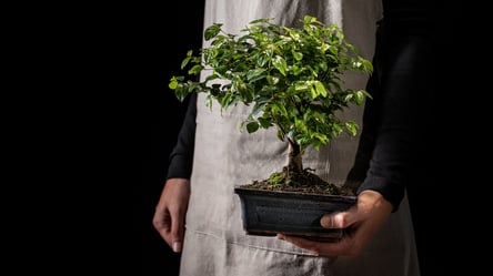 Як правильно поливати бонсай — головне правило, про яке всі забувають - 285x160