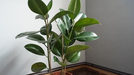 Посадка фикуса из листка — простой способ размножения дома - 285x160