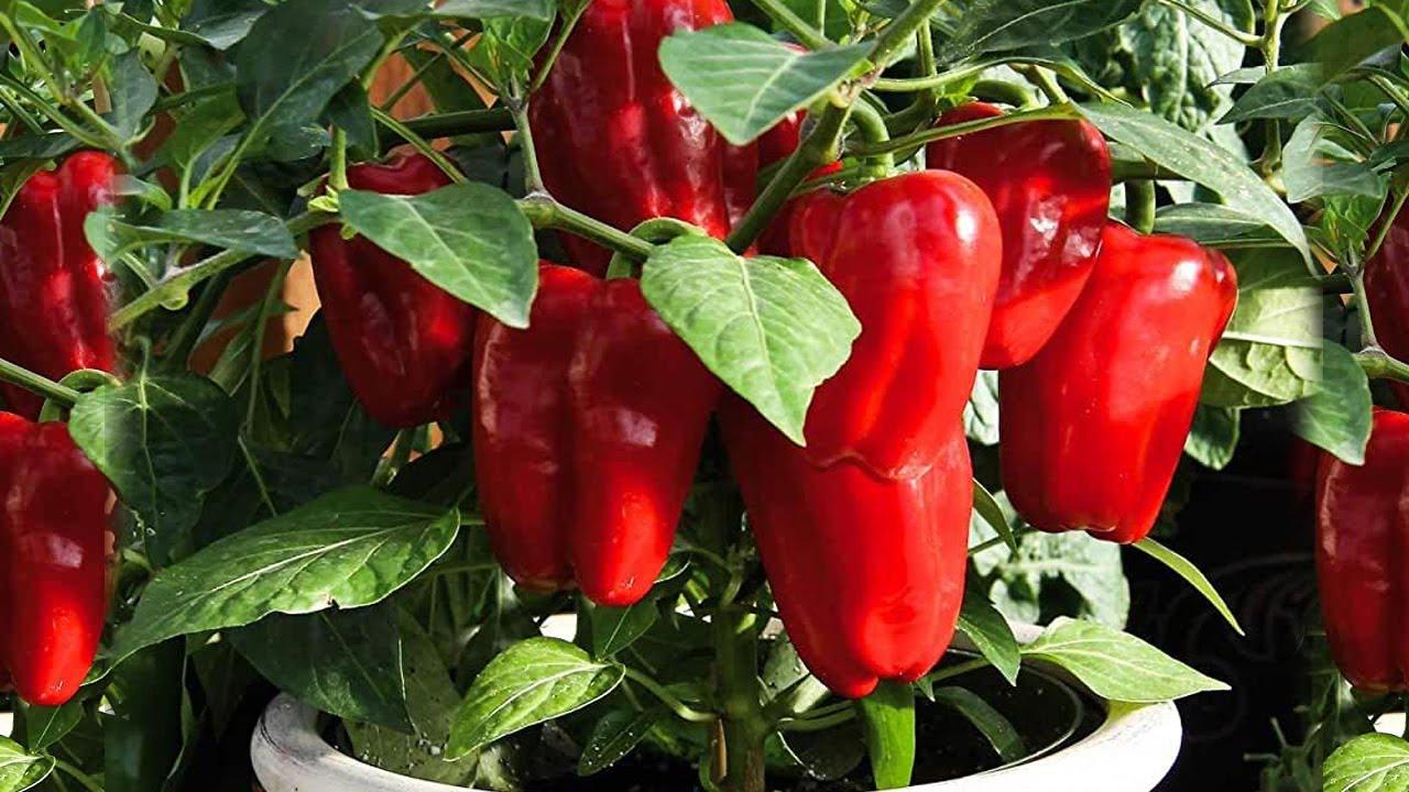 Выращивание перца в горшках