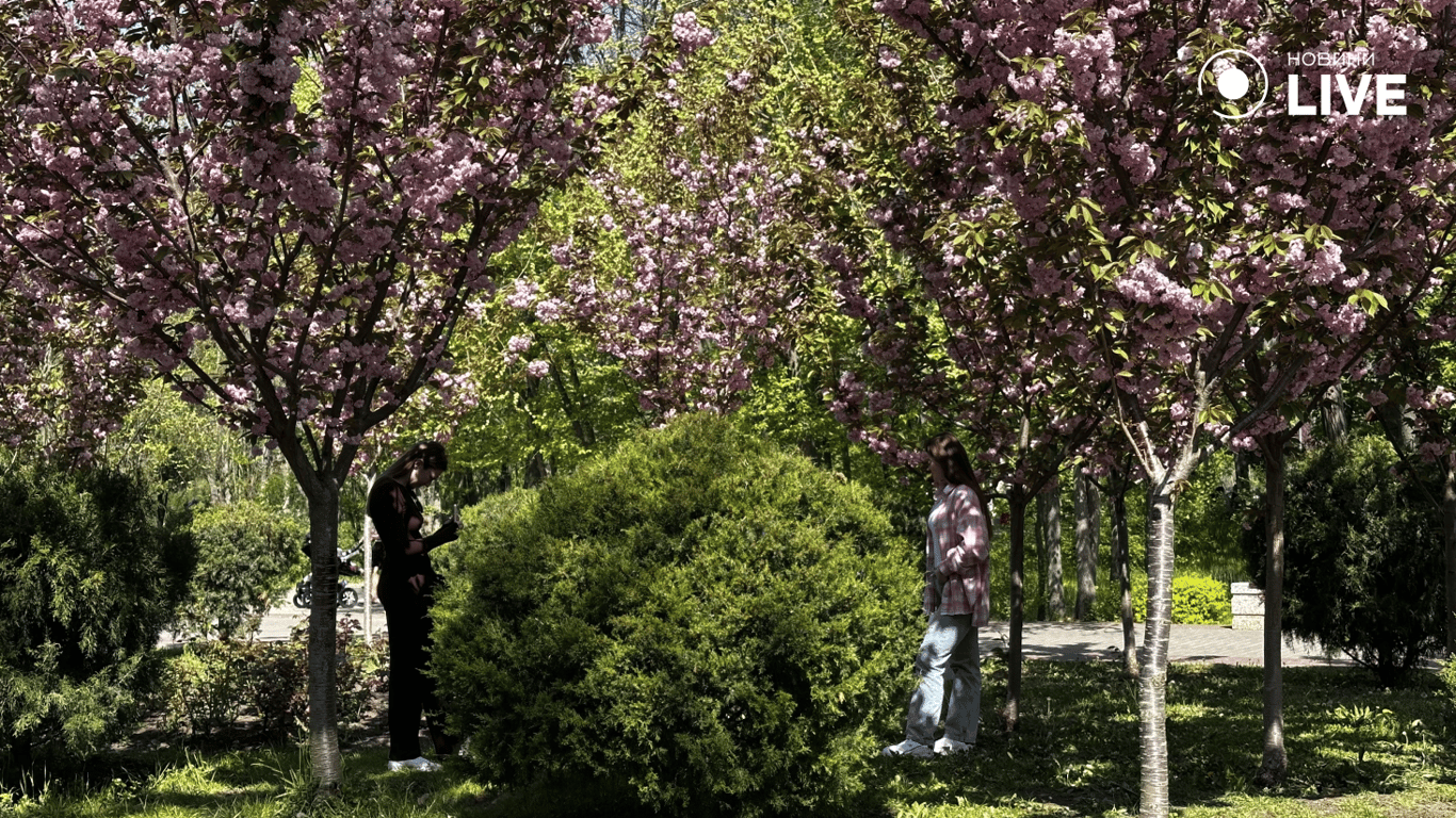 В одеському парку Перемоги забуяла сакура — фоторепортаж - фото 16