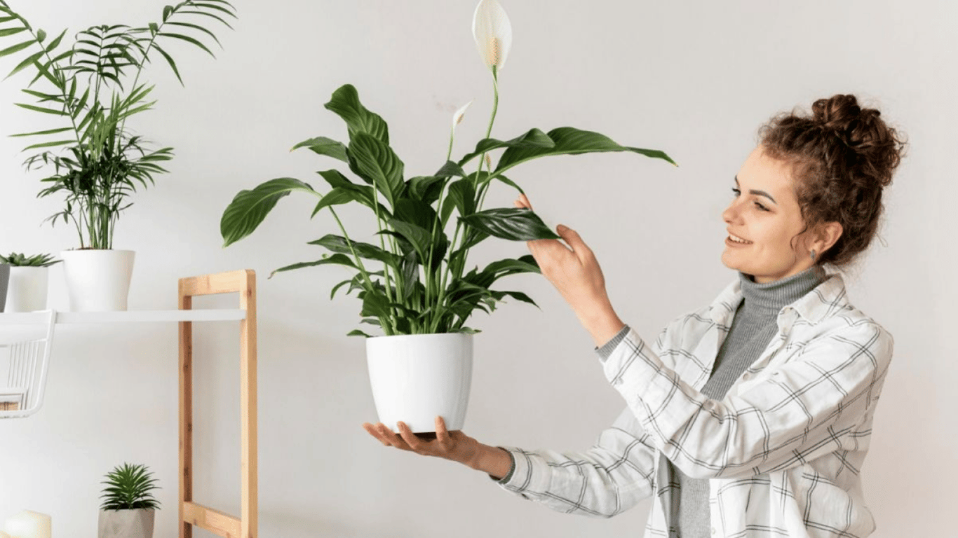 Які кімнатні рослини приносять гроші і добробут