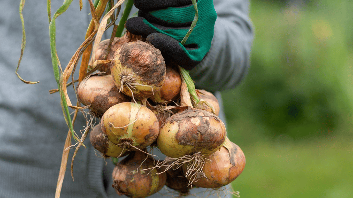 Врожай цибулі в руці.