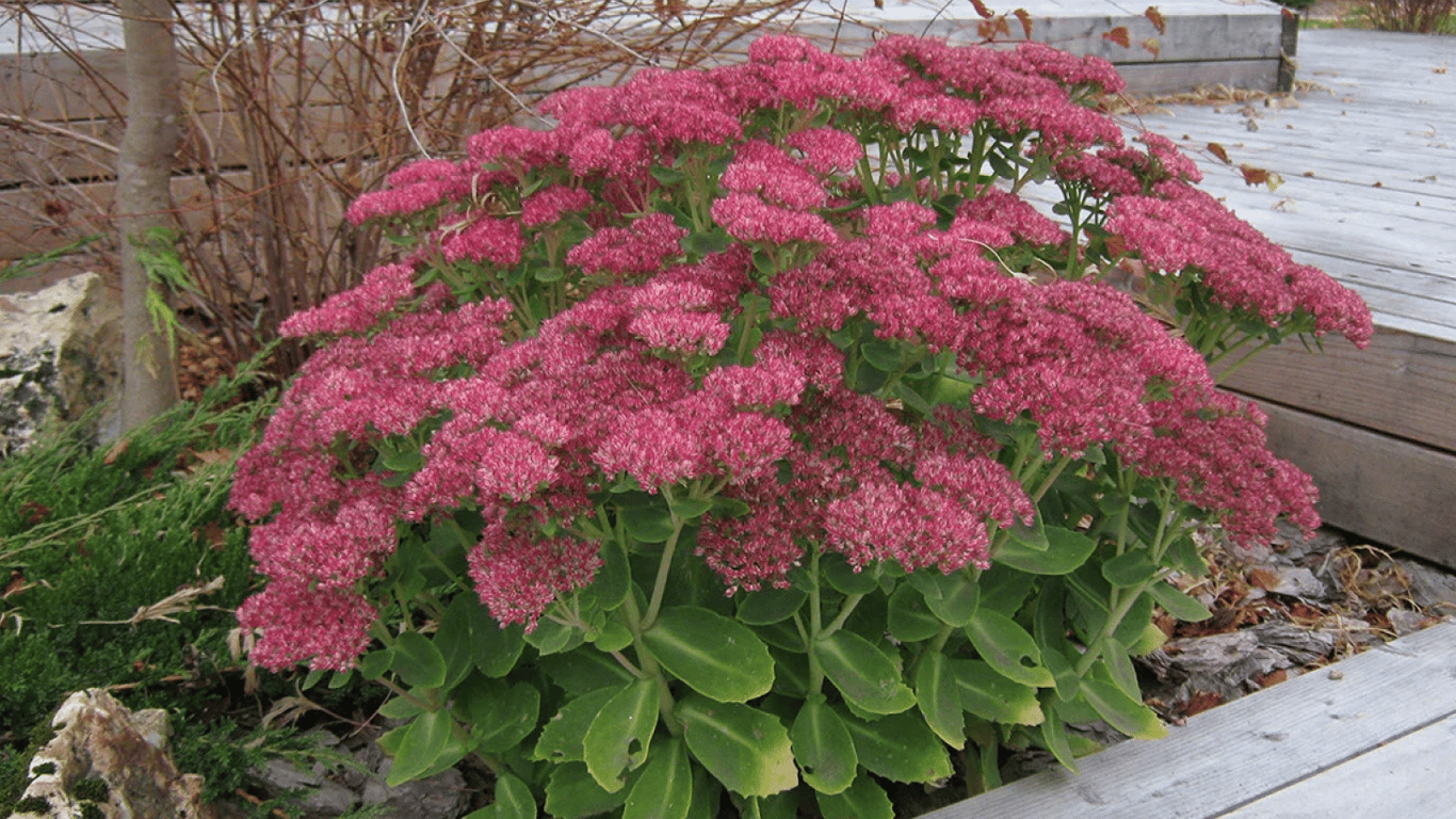 Какие декоративные растения посадить в октябре 2025 — очиток видный