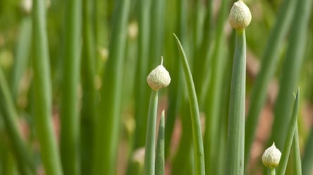 Стрелки на луке исчезнут навсегда — проверенный метод - 290x160