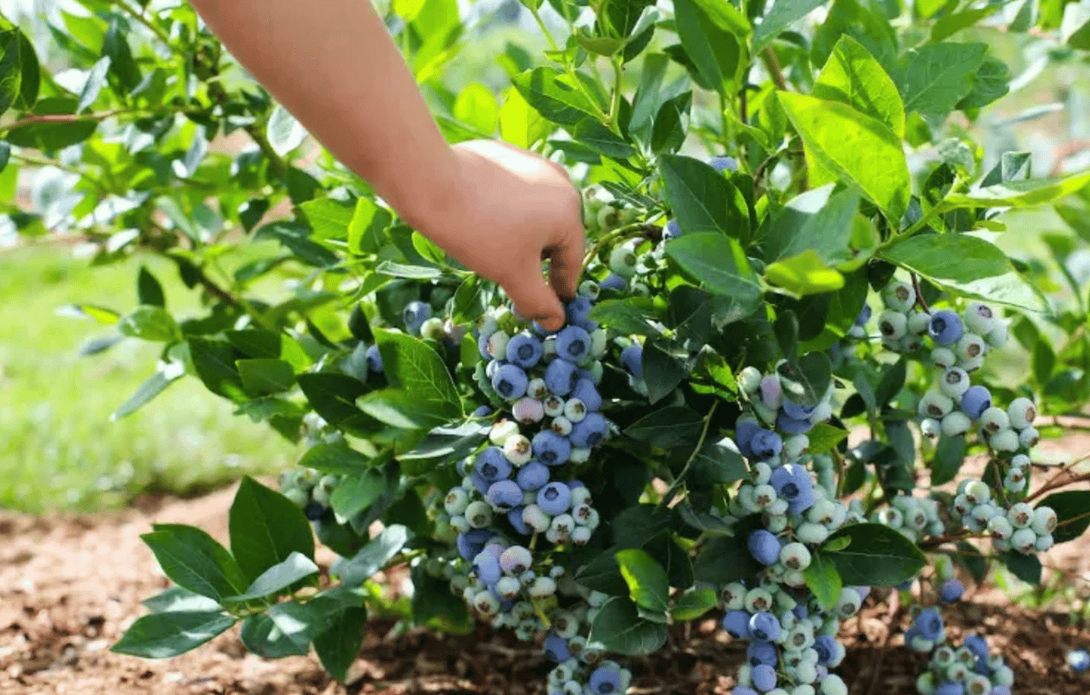 Кущ лохини в саду з гронами стиглих ягід.