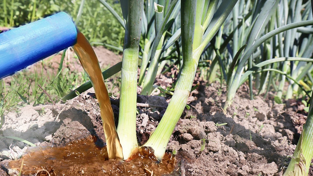 Подкормка лука