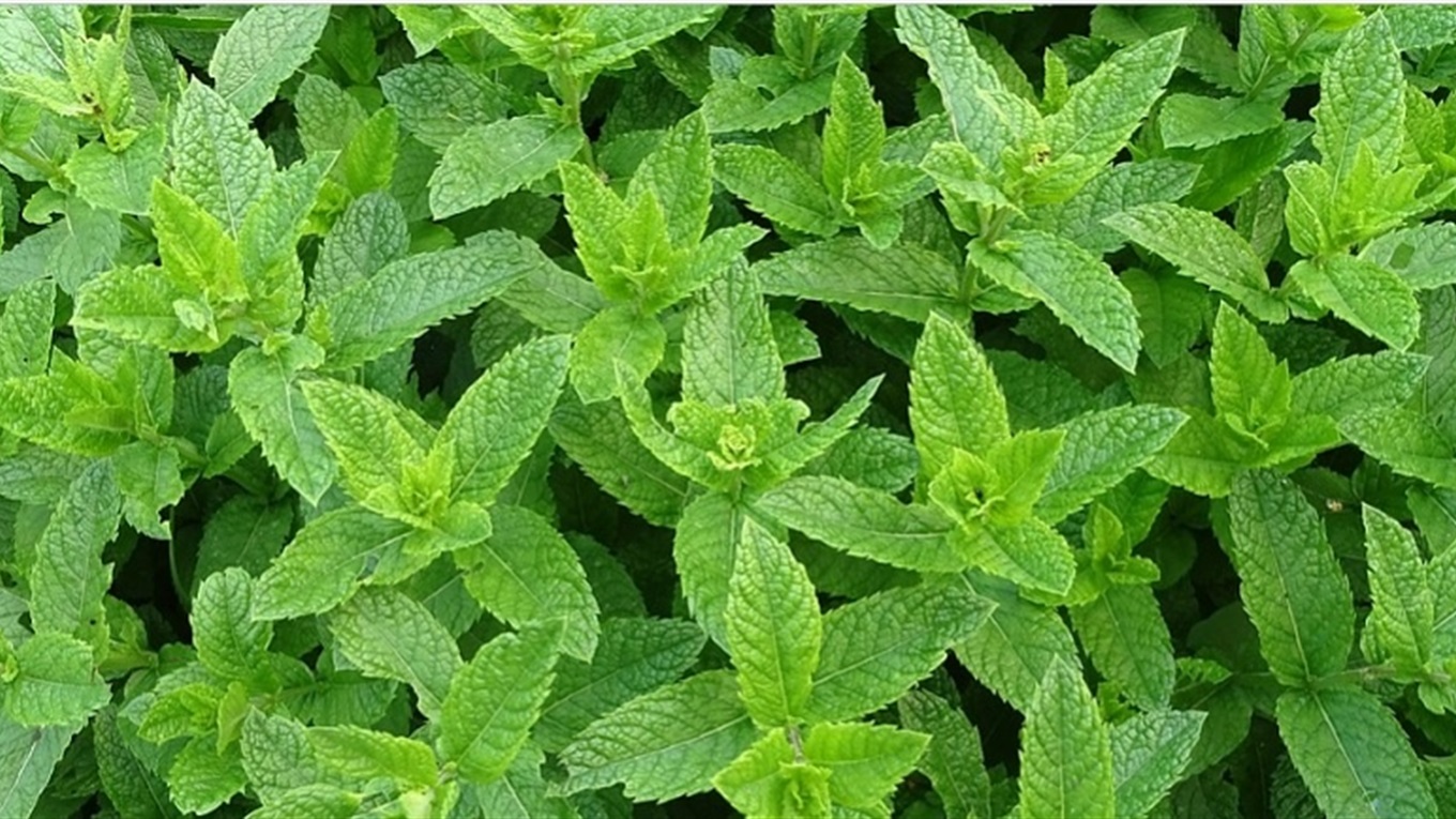 Мята перечная