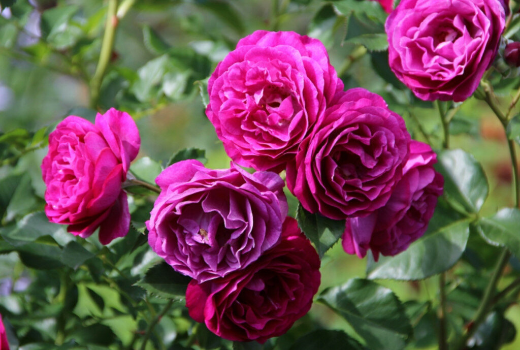 Троянди у саду — які види найпопулярніші