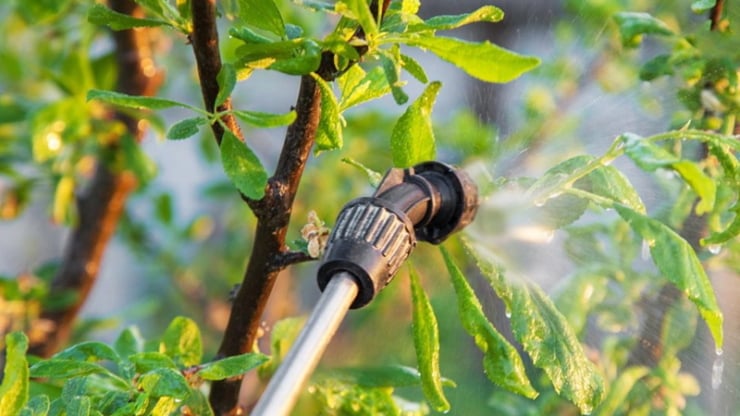 Процесс опрыскивания дерева в саду