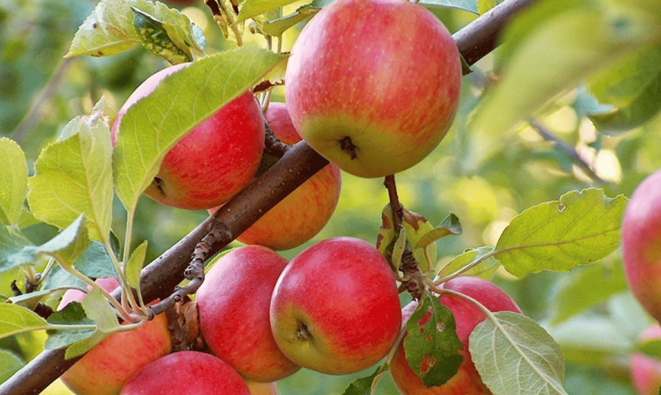 Яблоня
