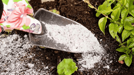 Какие растения не любят золу — список культур, которым она вредит - 290x160