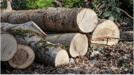 Дрова для населения — цена за куб и сколько можно купить - 285x160