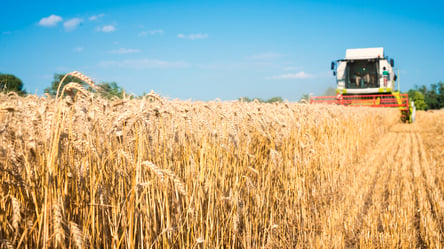 В Украине начали падать цены на кукурузу — сколько стоит зерно в июне - 285x160