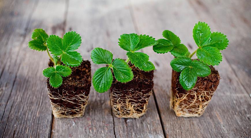 Рассада клубники