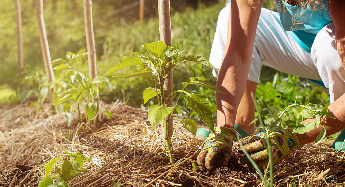 Уход за растениями