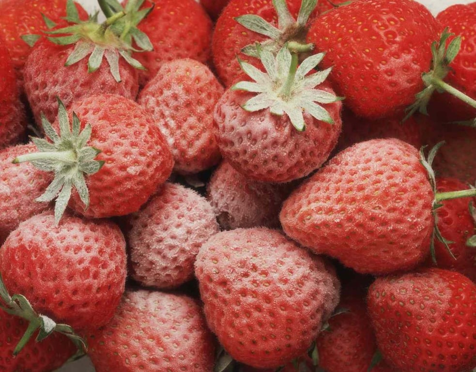 Чтобы не потеряла вкус, витамины и форму - как заморозить клубнику на зиму - фото 1