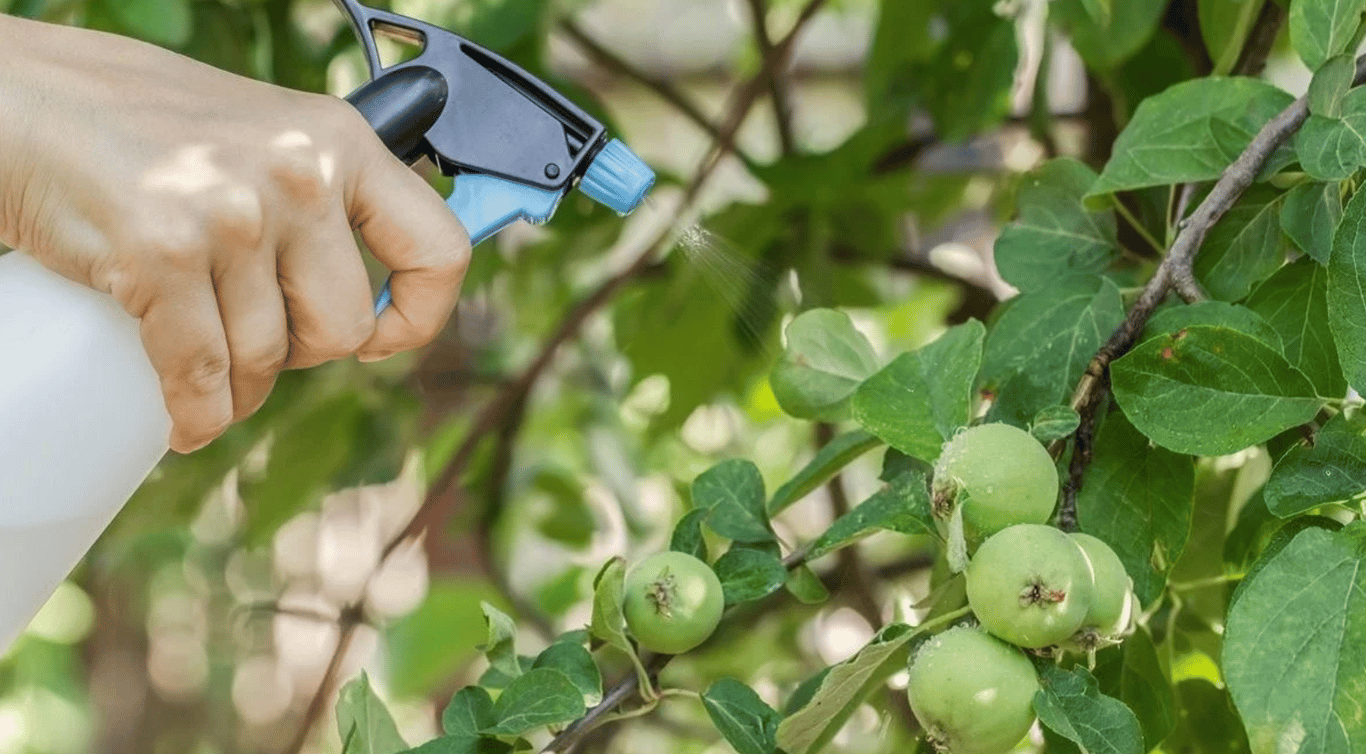 Обработка яблони