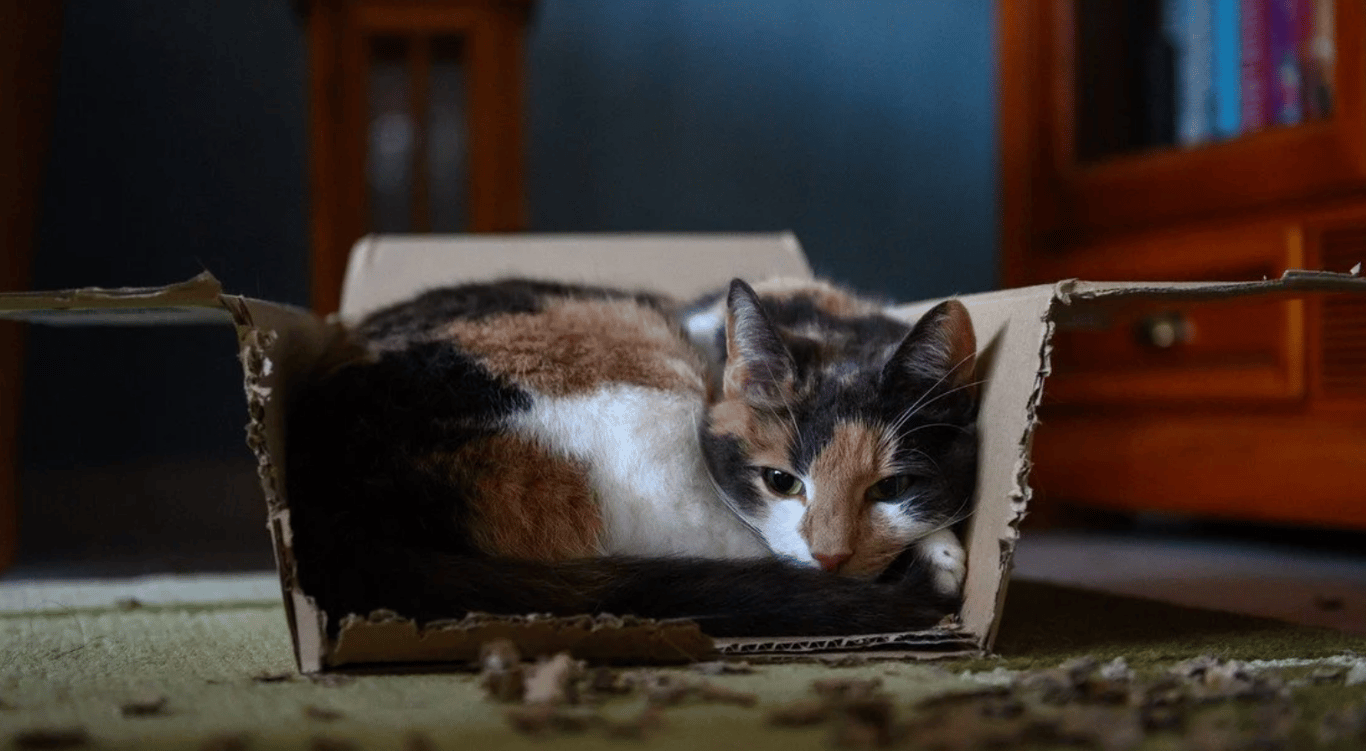 Кот в коробке