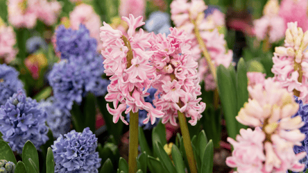 Як садити гіацинти восени — поради для пишного цвітіння - 285x160