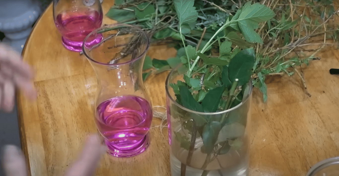 Укоренение черенков