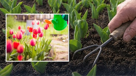 Тюльпаны растут, но не цветут: какие причины и что делать - 285x160