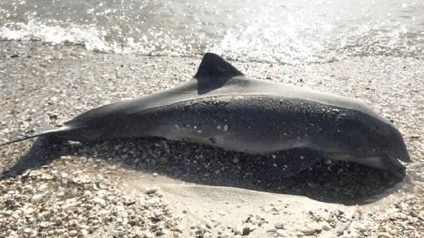 Журналісти повідомлють про масову загибель дельфінів на окупованих територіях України