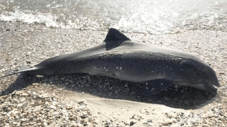 На окупованих узбережжях Азовського та Чорного морів масово гинуть дельфіни — ЗМІ - 290x166